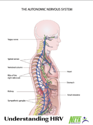 Understanding HRV