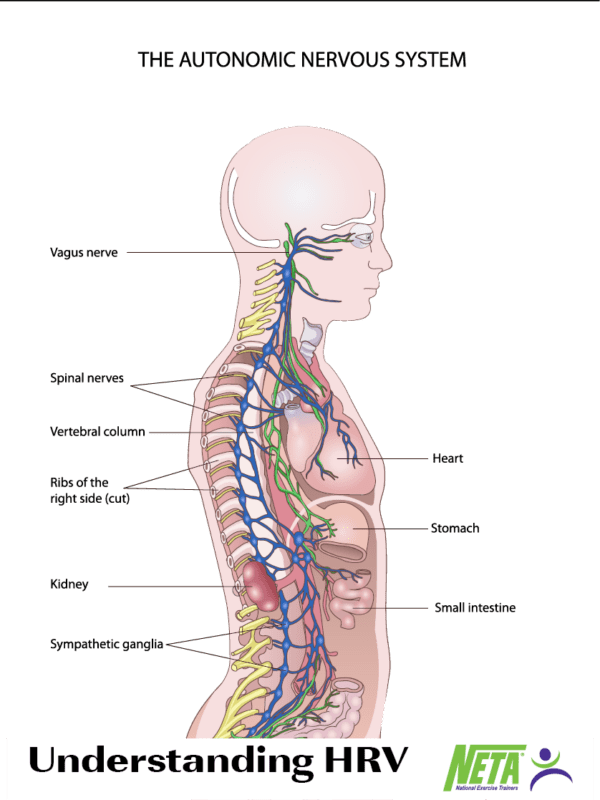 Understanding HRV