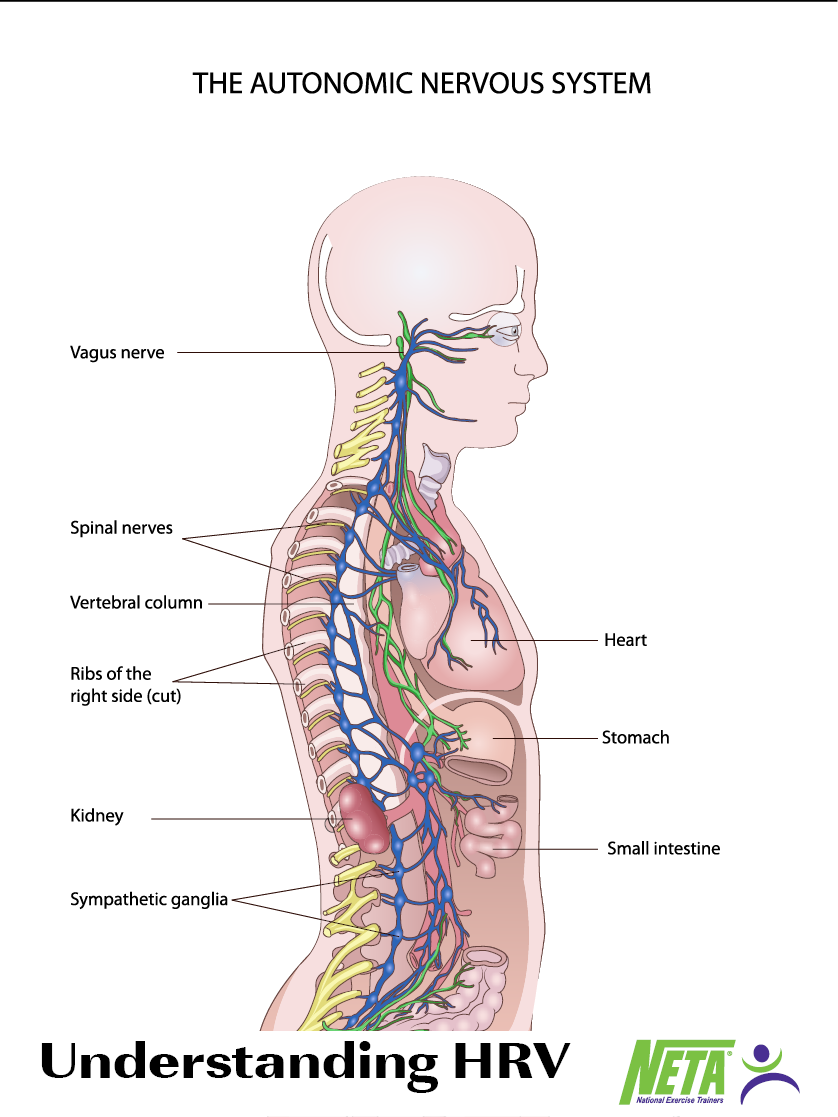 Understanding HRV NETA National Exercise Trainers Association understanding-hrv-neta-national-exercise-trainers-association