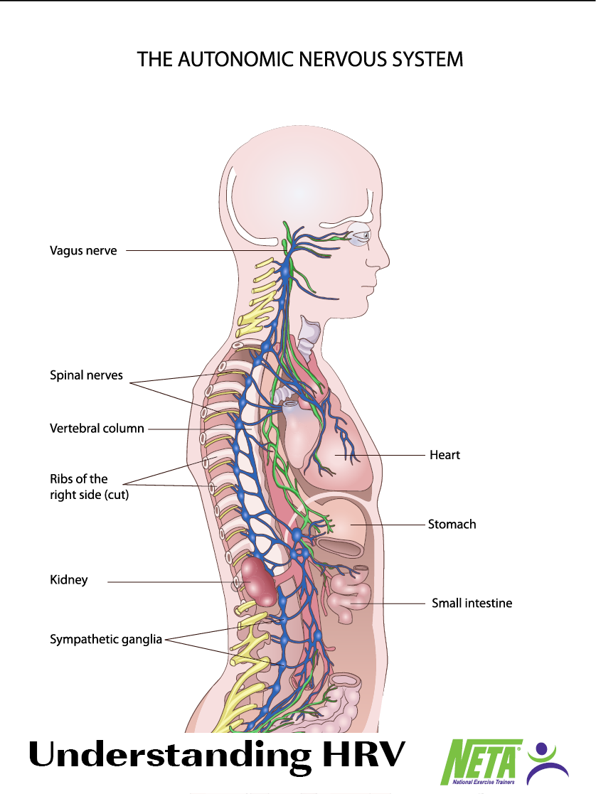 Understanding HRV NETA National Exercise Trainers Association