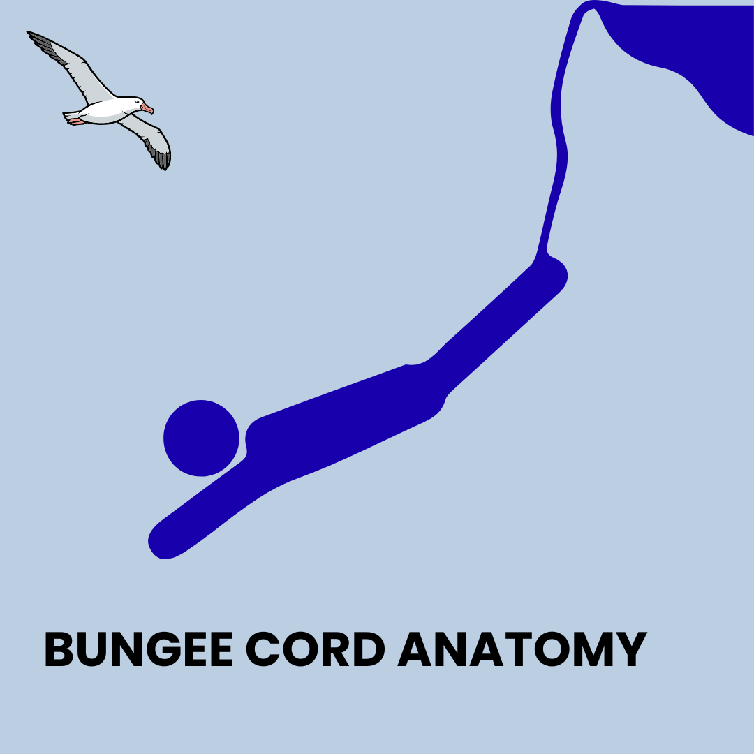 Bungee cord anatomy.