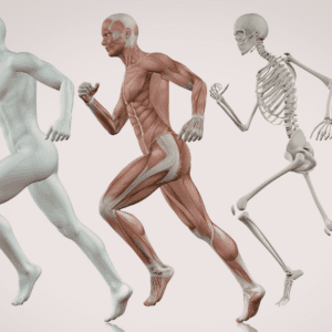 Depiction of musculoskeletal and skeletal bodies.