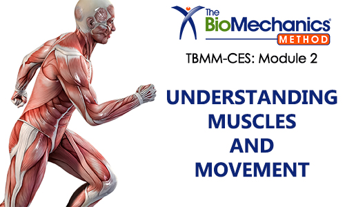 Understanding muscles & movement for corrective exercise specialists