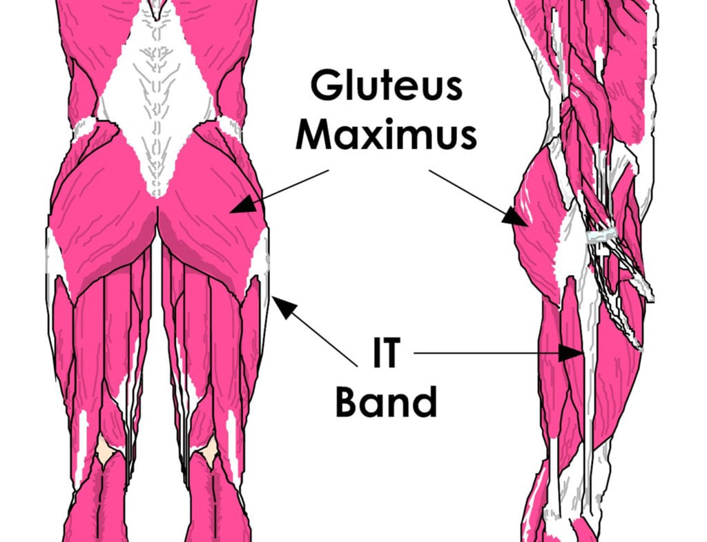 Gluteus Maximus Muscles Diagram