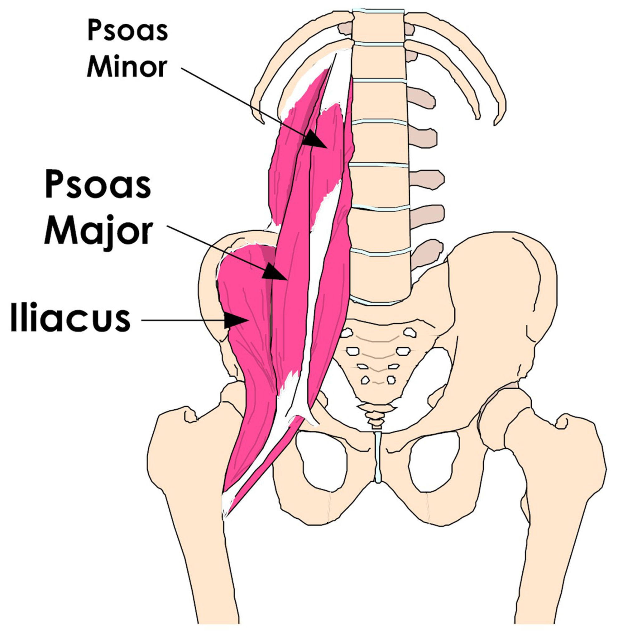 Tight Hip Flexors Can Cause Lower Back Pain, Knee Pain and Foot Pain